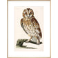 The Tawny Owl print in natural frame