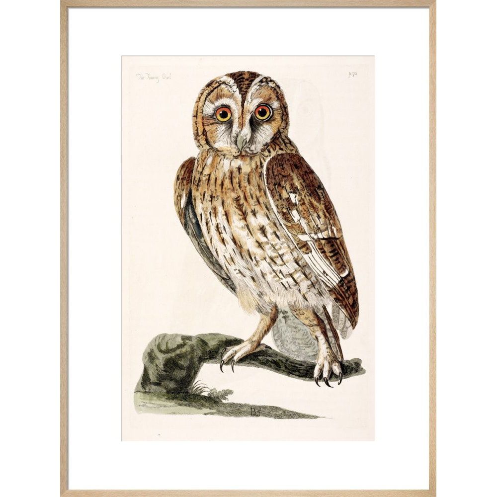 The Tawny Owl print in natural frame