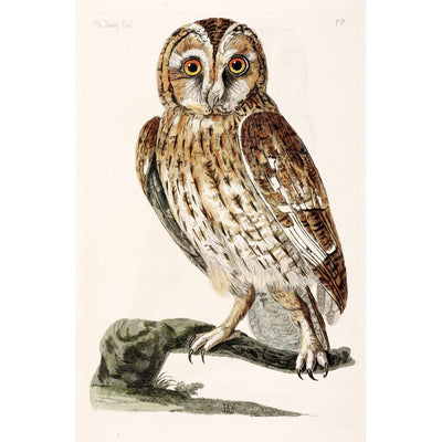 The Tawny Owl print
