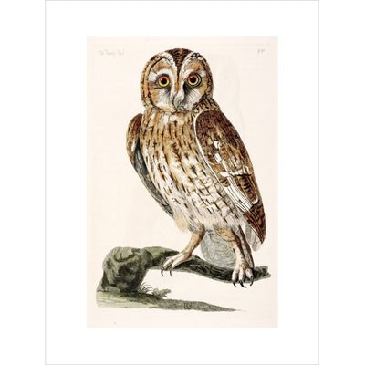 The Tawny Owl print unframed