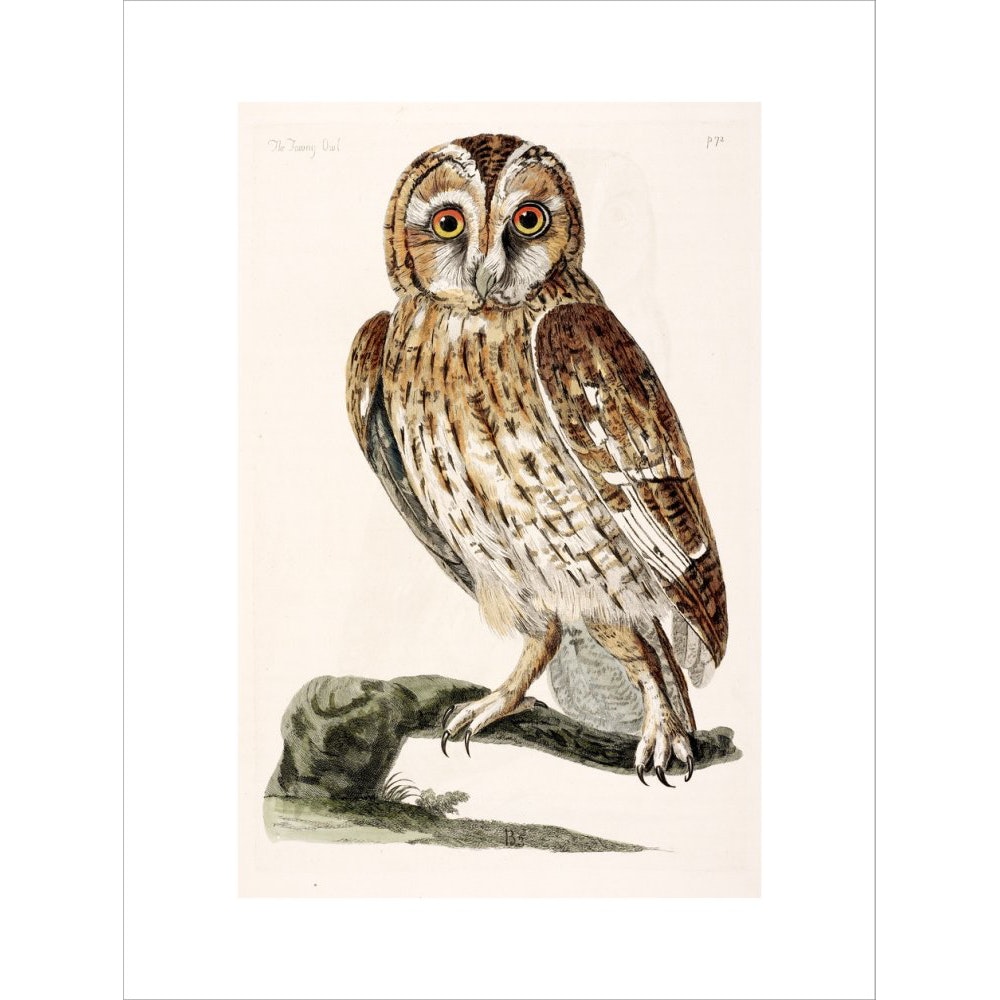 The Tawny Owl print unframed