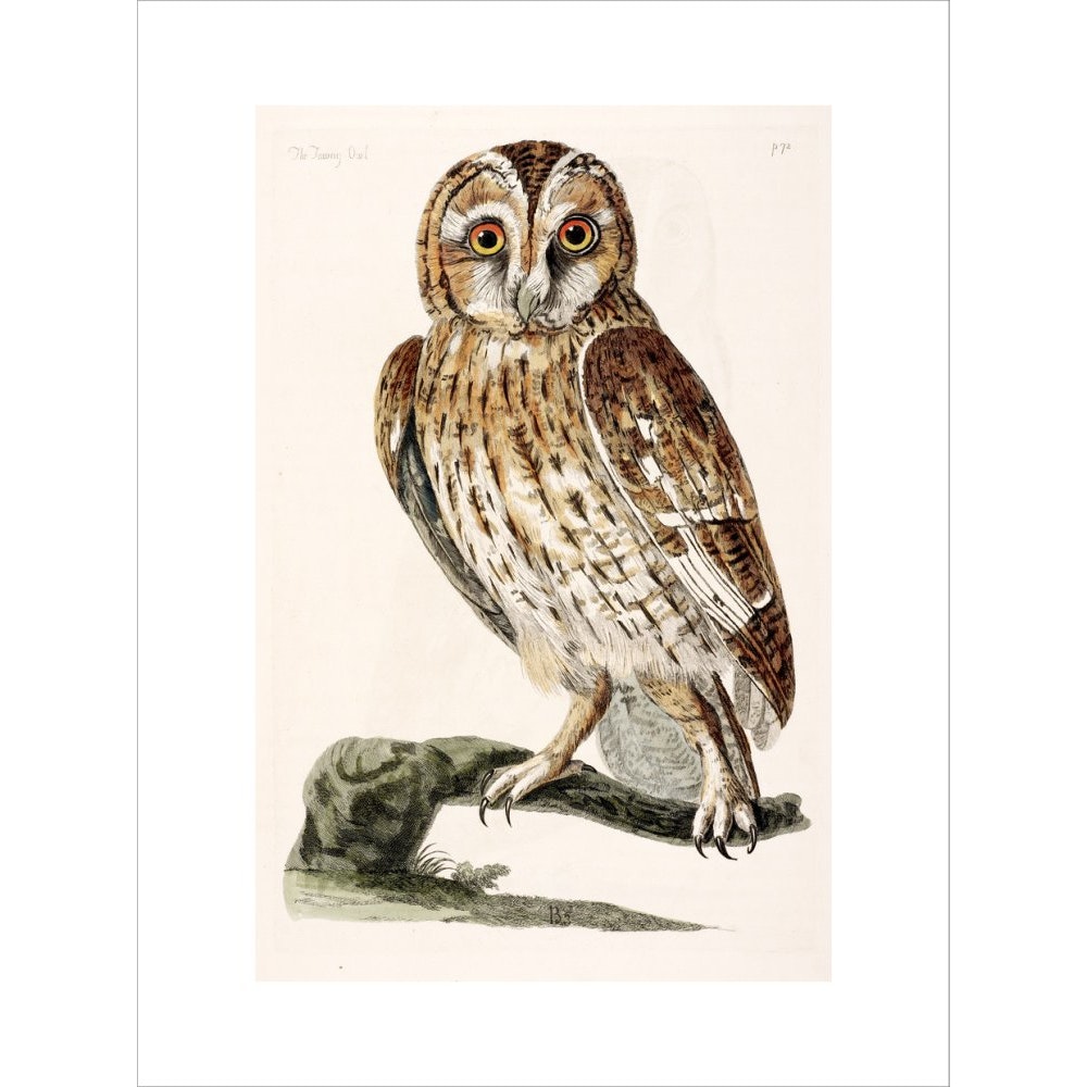 The Tawny Owl print unframed