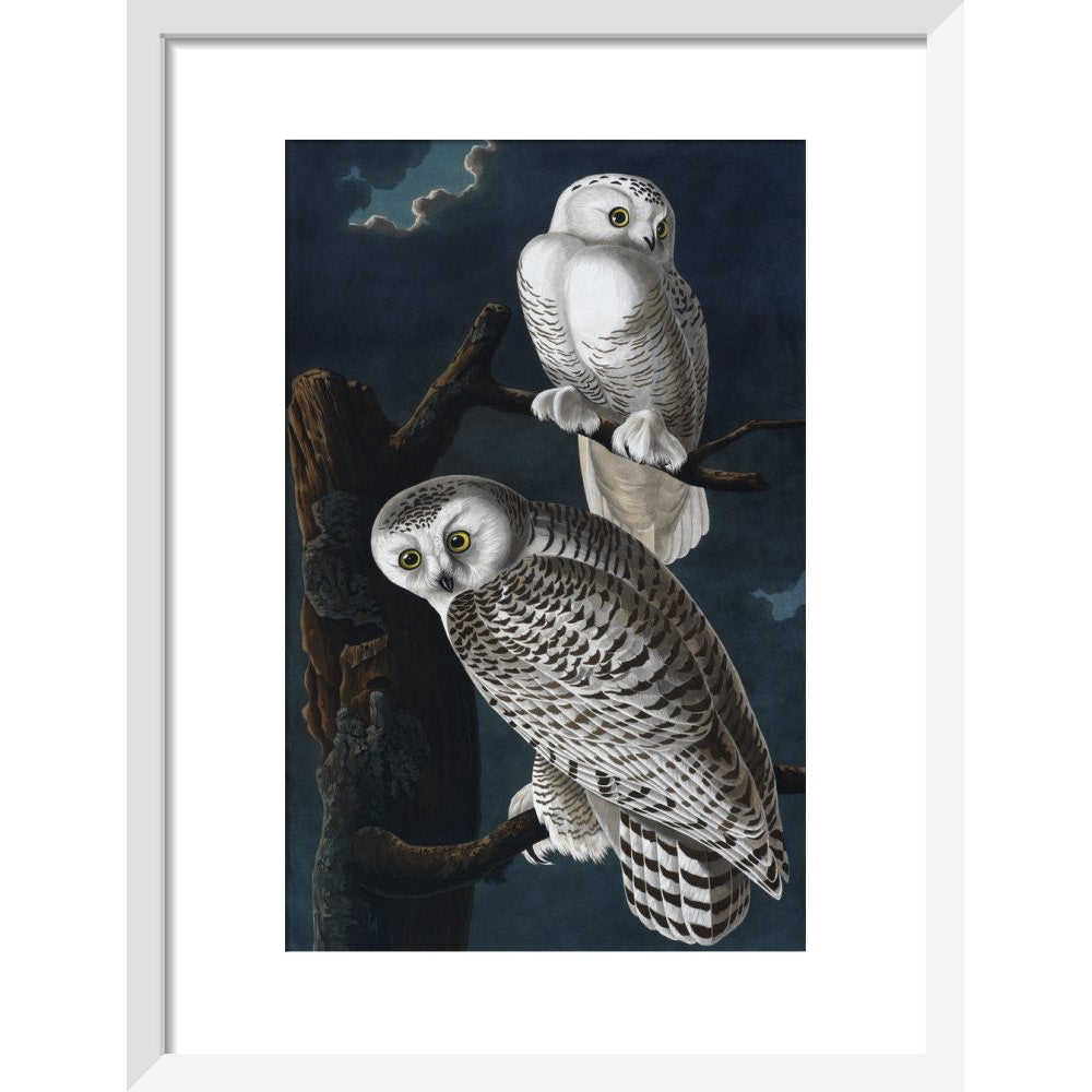 Snowy Owl print in white frame
