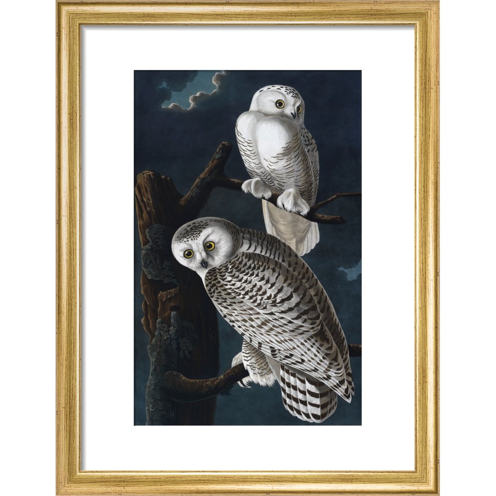 Snowy Owl print in gold frame