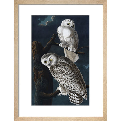 Snowy Owl print in natural frame