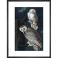 Snowy Owl print in black frame