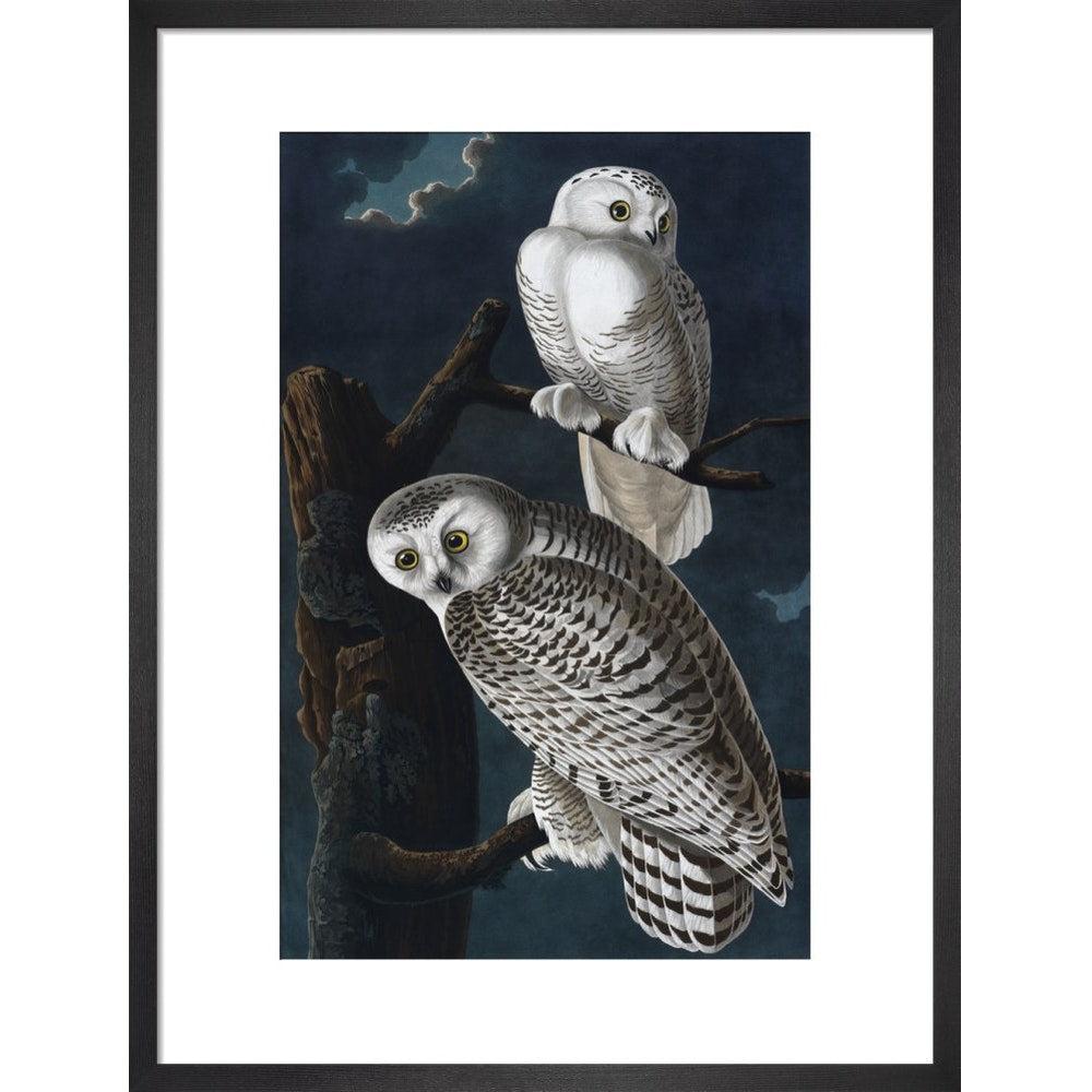 Snowy Owl print in black frame