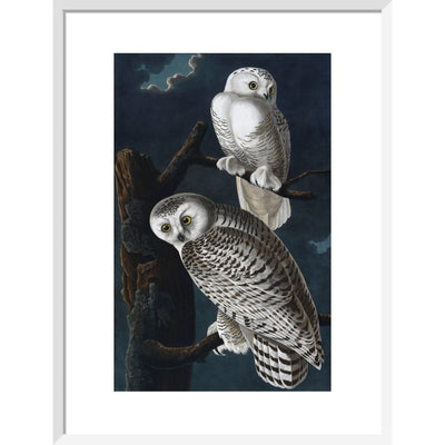 Snowy Owl print in white frame