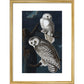 Snowy Owl print in gold frame