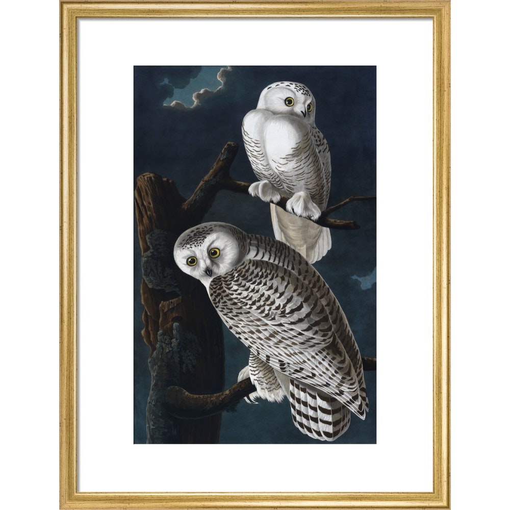 Snowy Owl print in gold frame