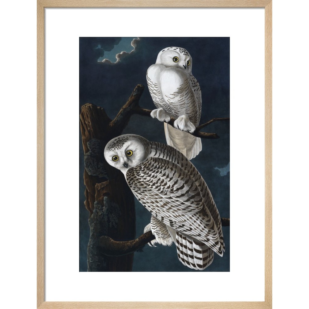 Snowy Owl print in natural frame