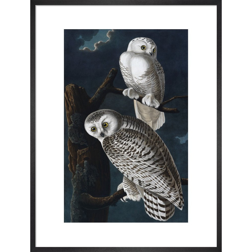 Snowy Owl print in black frame