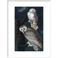Snowy Owl print in white frame