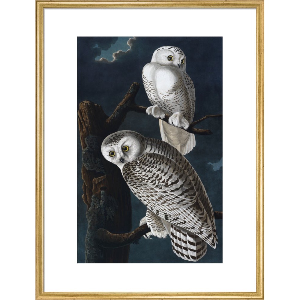 Snowy Owl print in gold frame