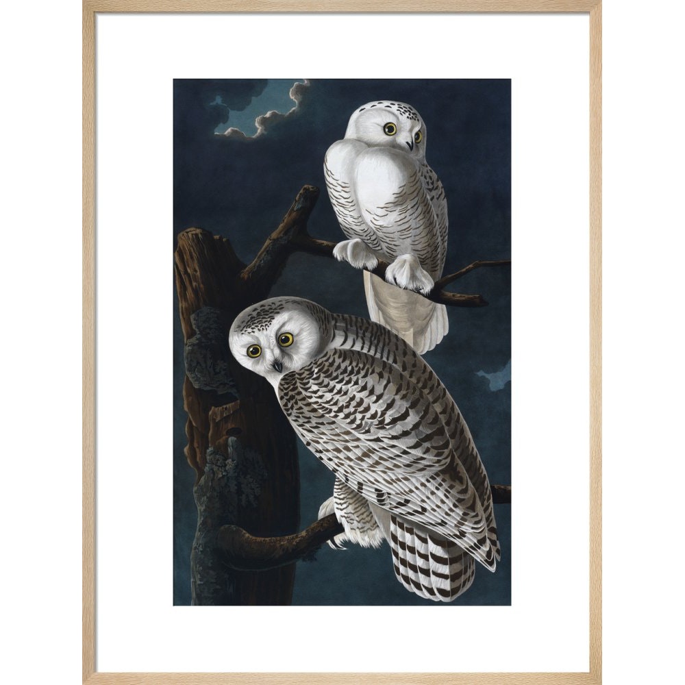 Snowy Owl print in natural frame