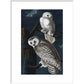 Snowy Owl print in white frame