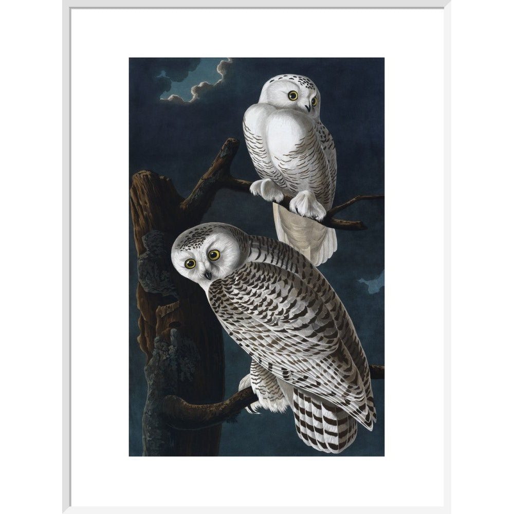 Snowy Owl print in white frame