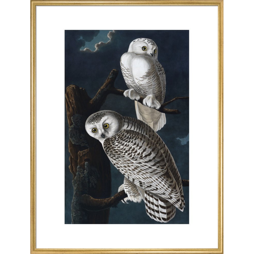Snowy Owl print in gold frame