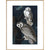 Snowy Owl print in natural frame
