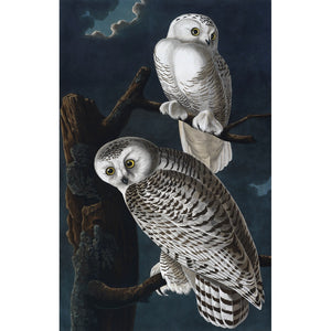 Snowy Owl print