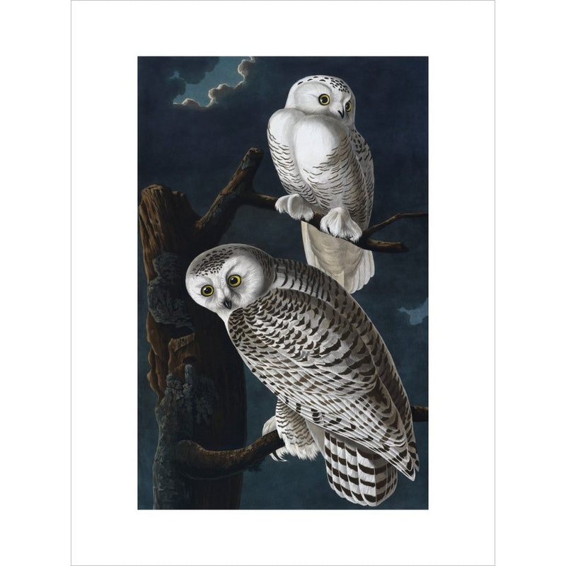 Snowy Owl print