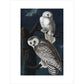 Snowy Owl print unframed