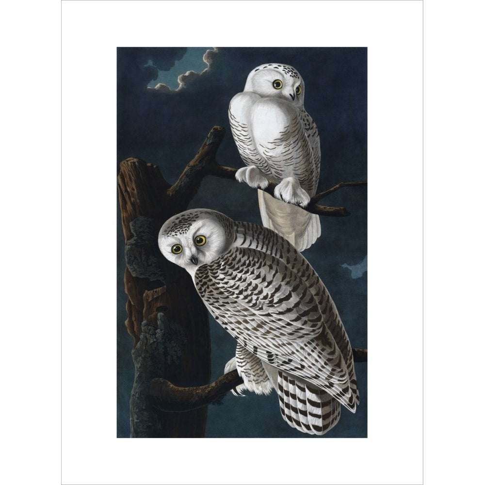 Snowy Owl print unframed
