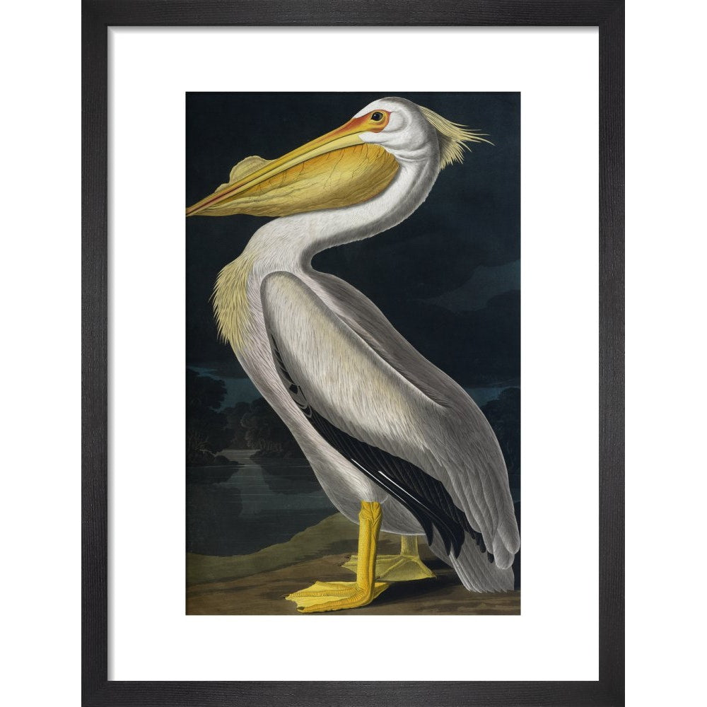 American White Pelican print in black frame