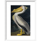 American White Pelican print in white frame