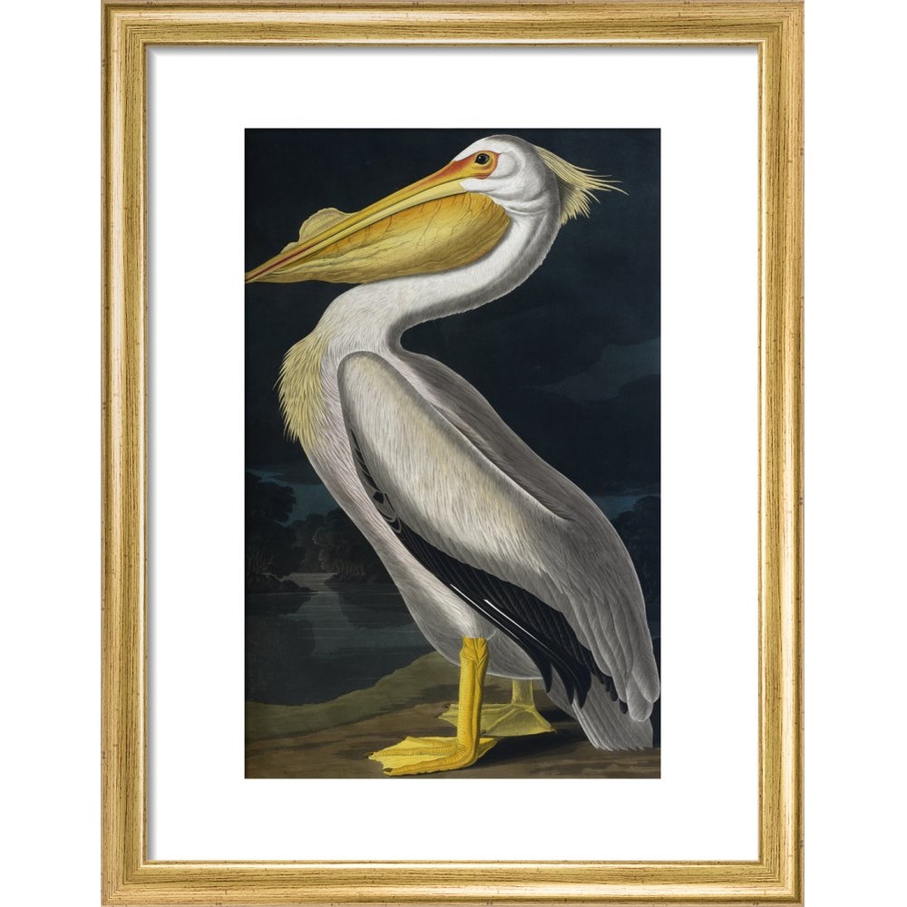 American White Pelican print in gold frame