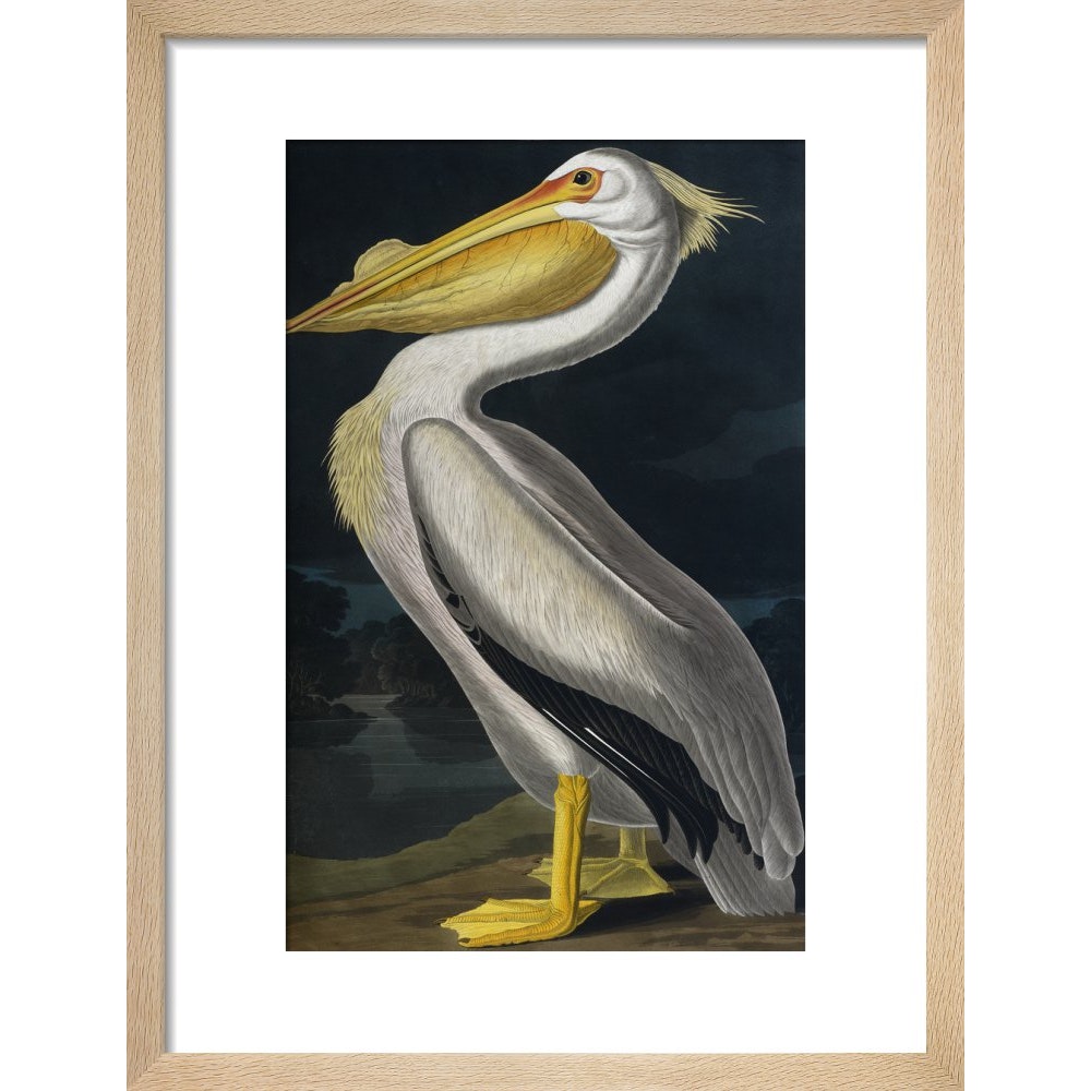 American White Pelican print in natural frame