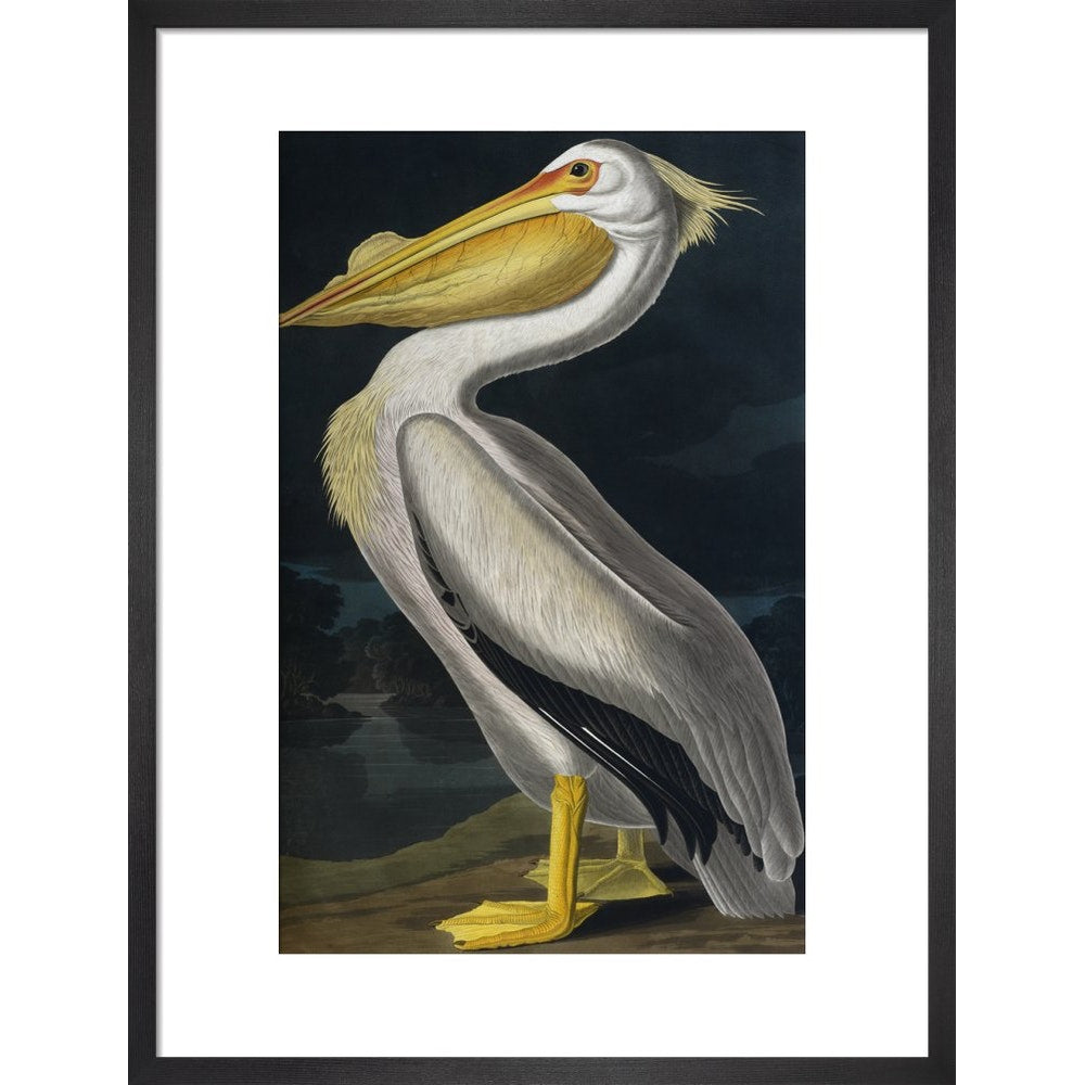 American White Pelican print in black frame