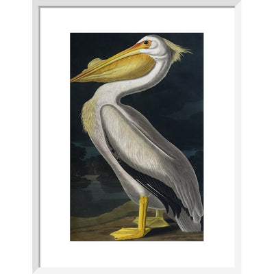 American White Pelican print in white frame