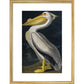 American White Pelican print in gold frame