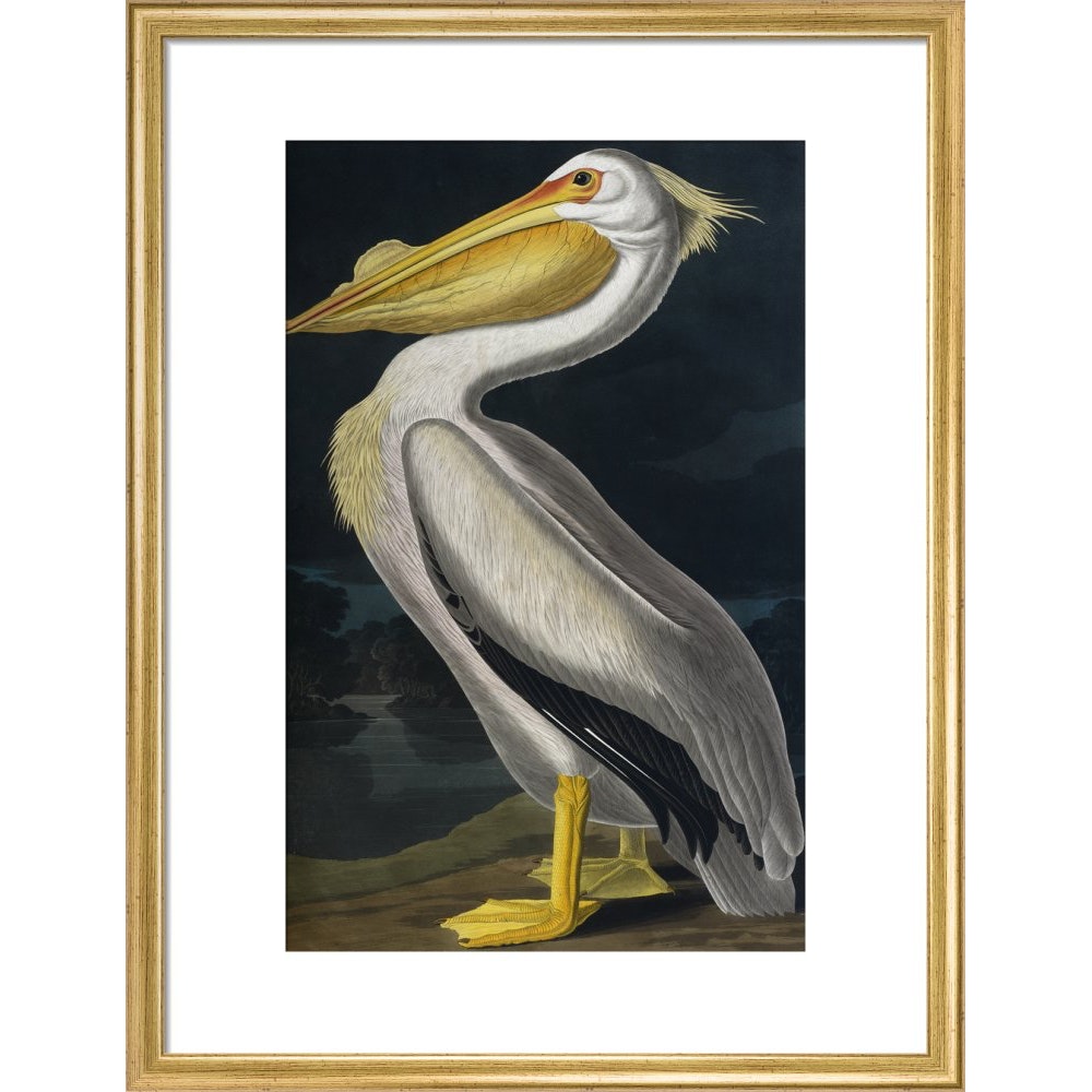 American White Pelican print in gold frame