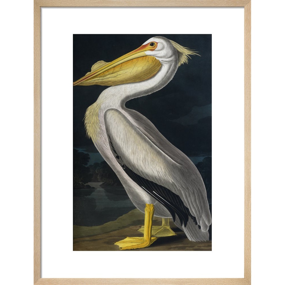 American White Pelican print in natural frame