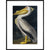 American White Pelican print in black frame