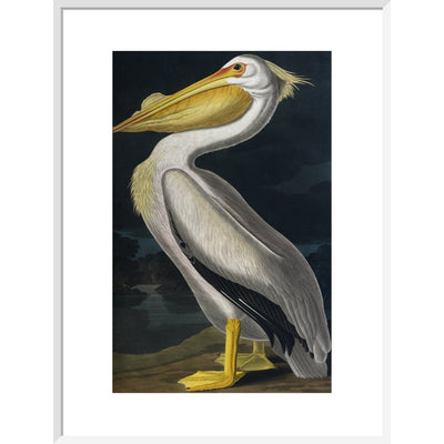 American White Pelican print in white frame