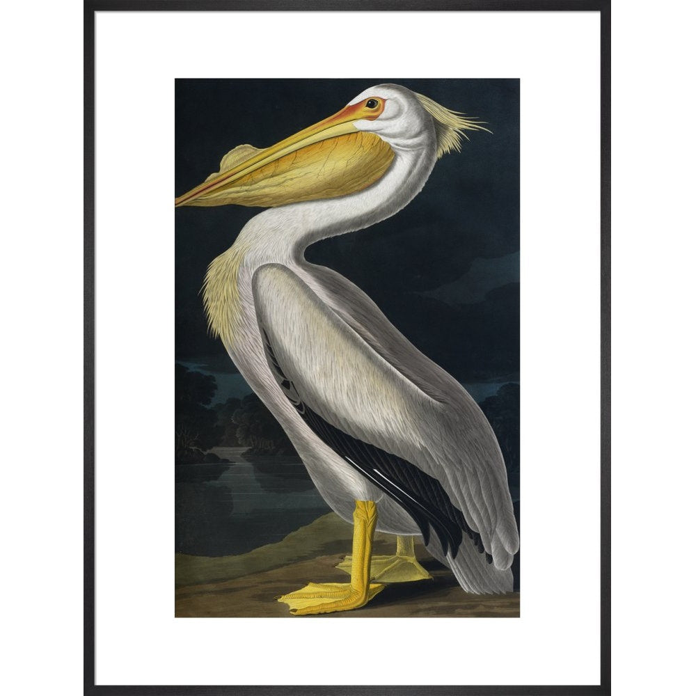 American White Pelican print in black frame