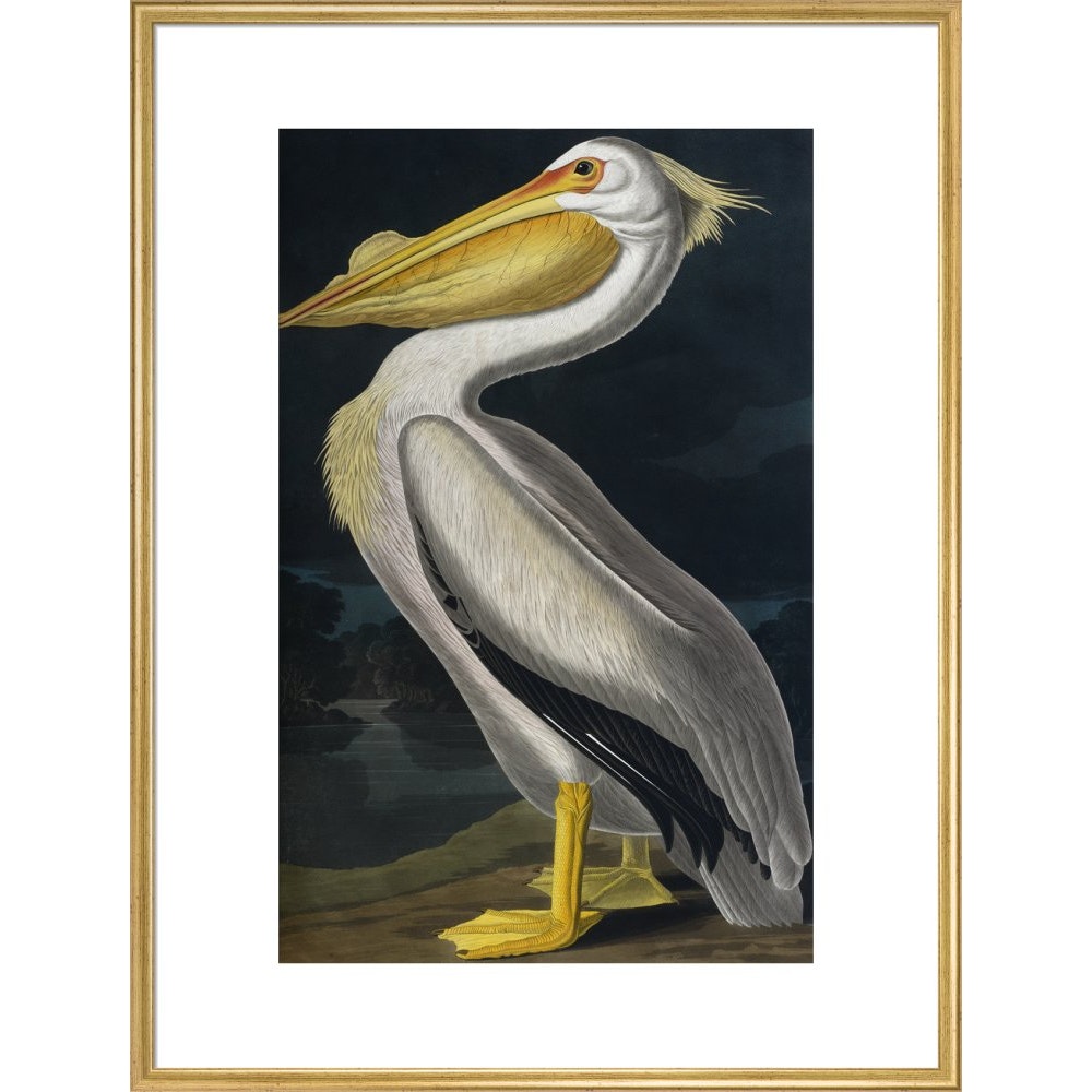 American White Pelican print in gold frame