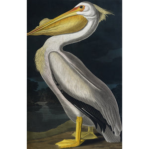 American White Pelican print