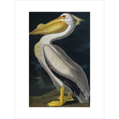 American White Pelican print unframed