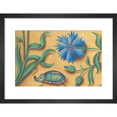 Beetle and Cornflower print in black frame