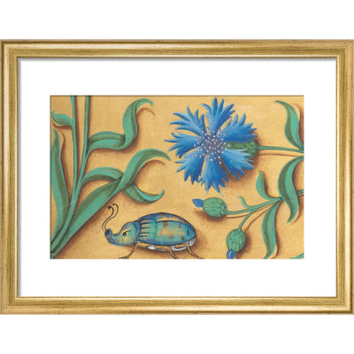 Beetle and Cornflower print in gold frame