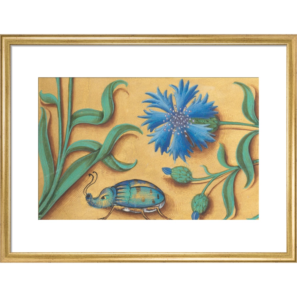 Beetle and Cornflower print in gold frame