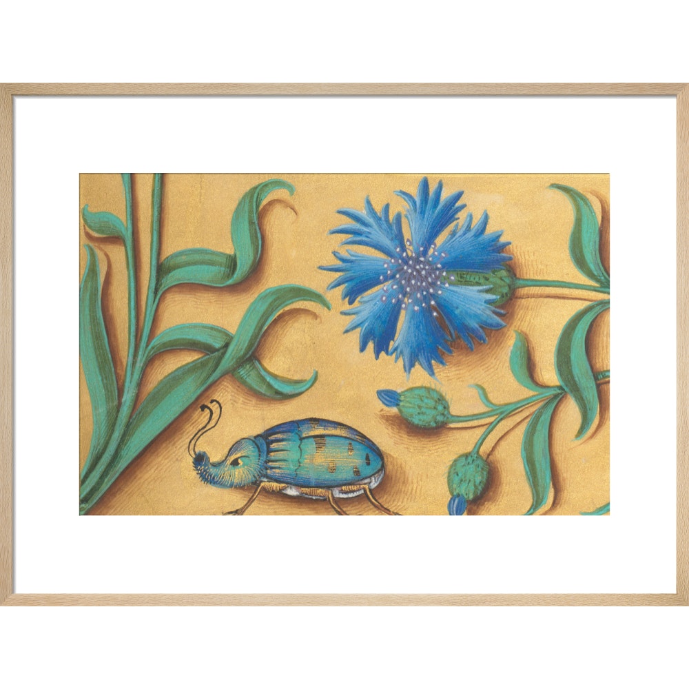 Beetle and Cornflower print in natural frame