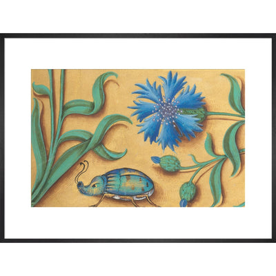 Beetle and Cornflower print in black frame