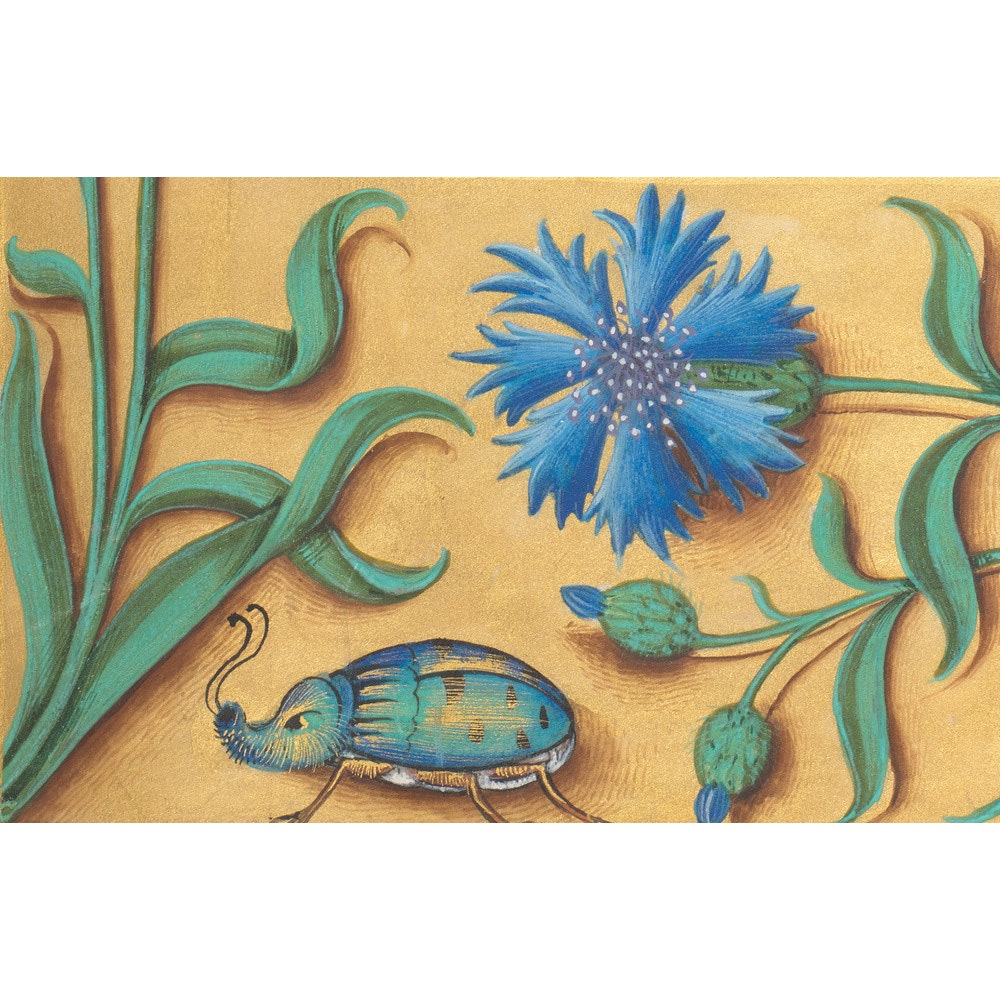 Beetle and Cornflower print