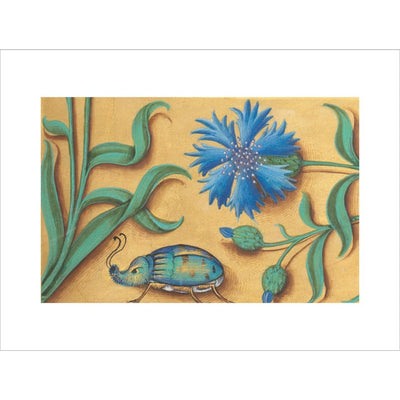 Beetle and Cornflower print unframed