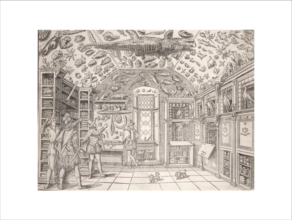 Cabinet of Curiosities print